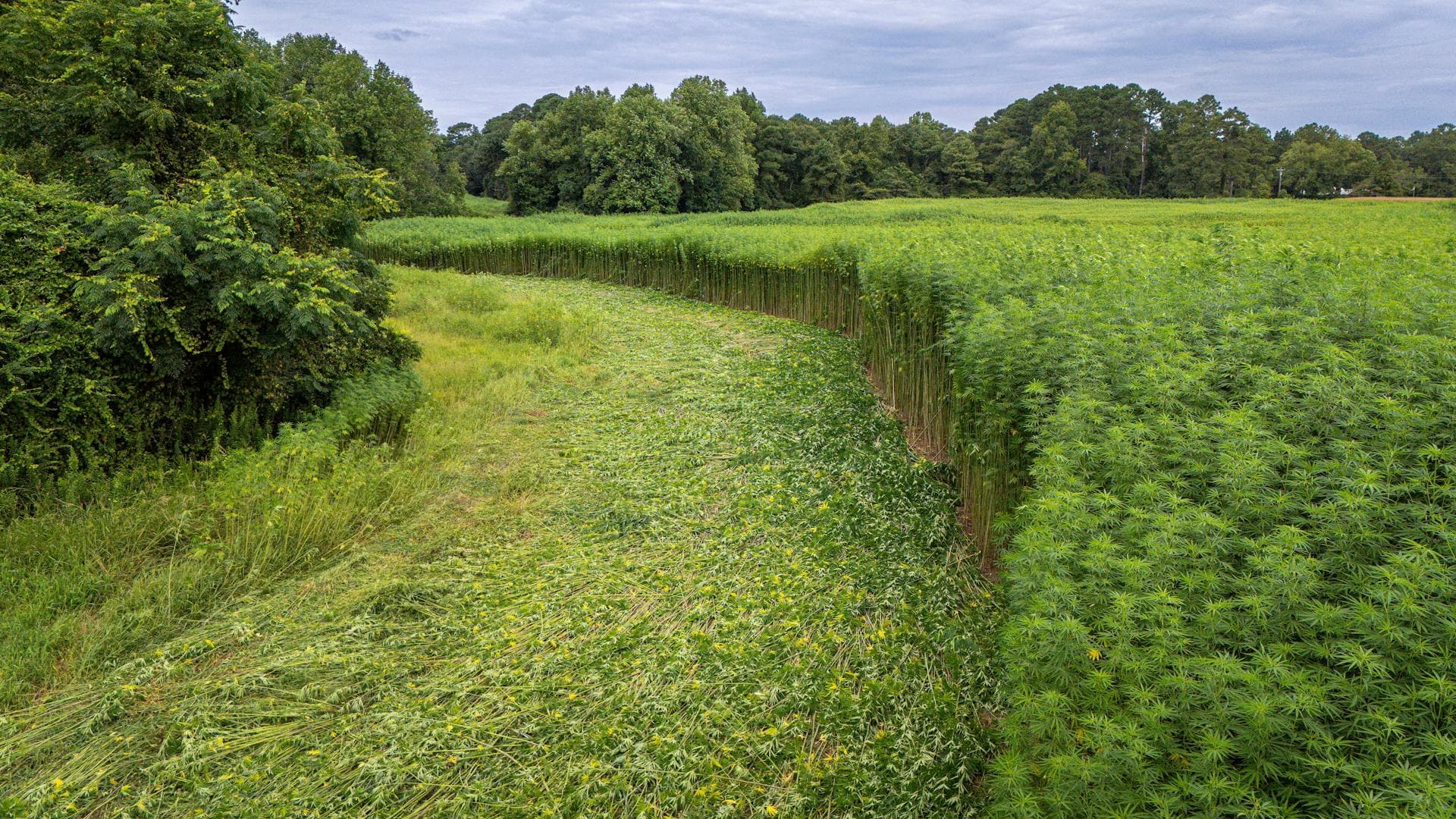 A wide field of tall green industrial hemp stalks under an open sky